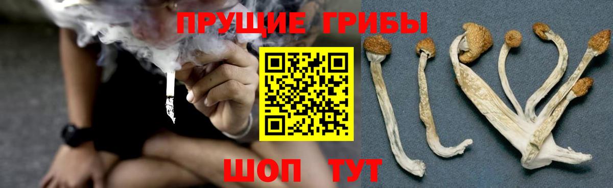 Псилоцибиновые грибы Cubensis Бугуруслан